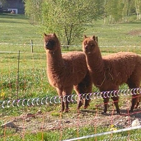 Familie Meimer Hofing Exterior foto